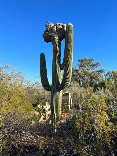 top Amazing Cactus with Arms