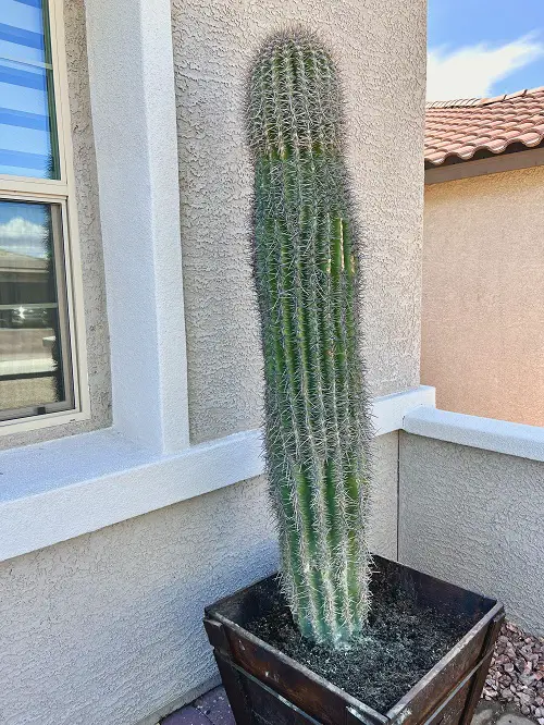 Types of Cactus in Arizona 4