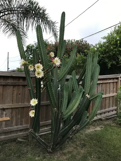 Amazing Cactus with Arms