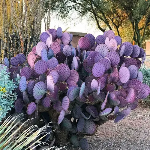 Types of Cactus in Arizona 3