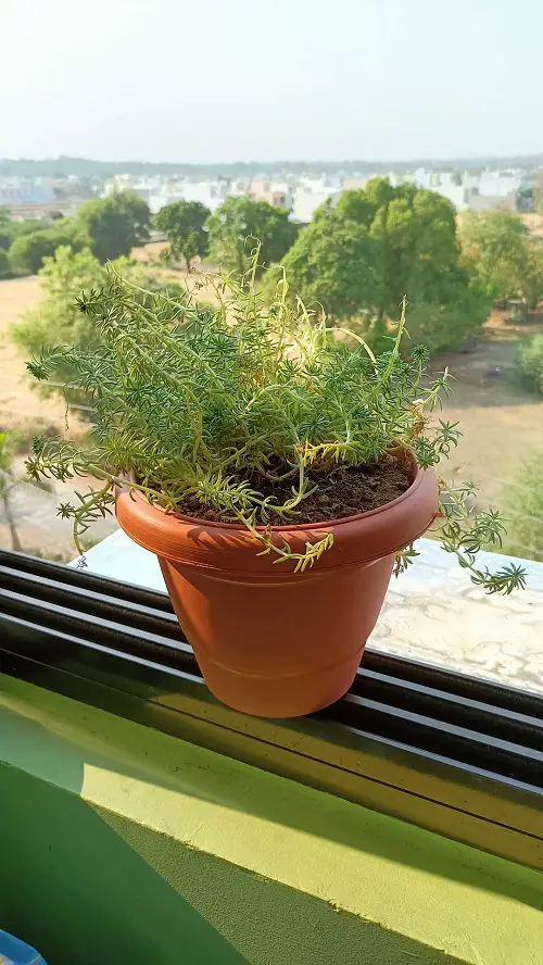 Stonecrop plant indoor