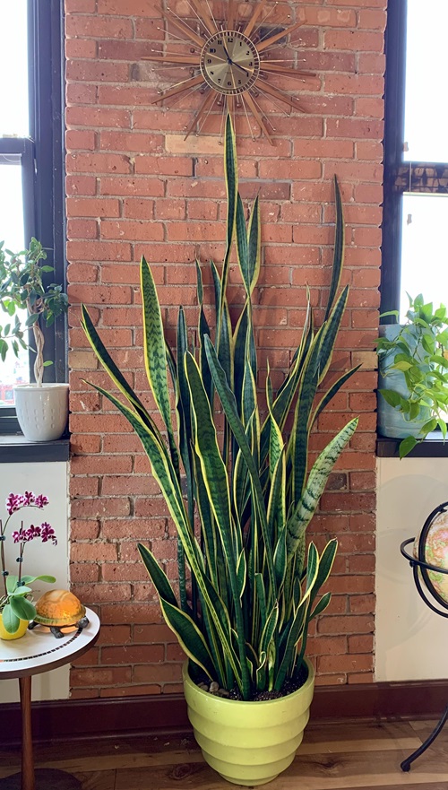 Are Snake Plant Monocots Or Dicots