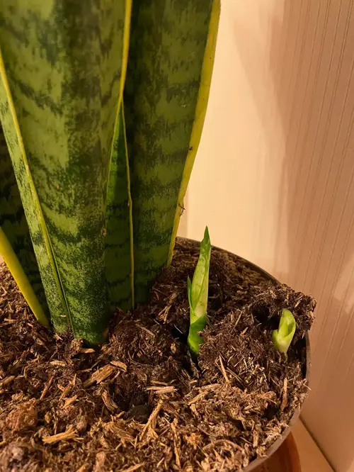 How Do Snake Plant Leaves Grow