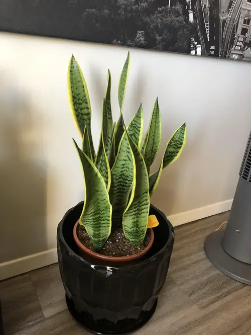 Are Snake Plant Monocots Or Dicots