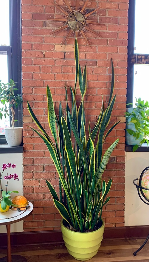 Benefits of Snake Plants