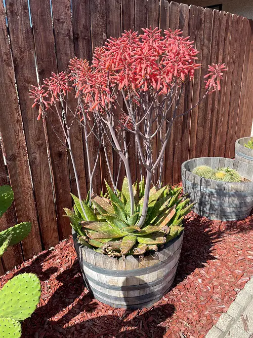 Soap Aloe in pot