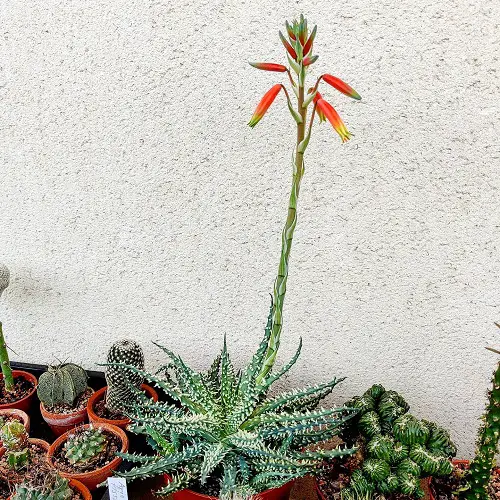 Spider Aloe in garden