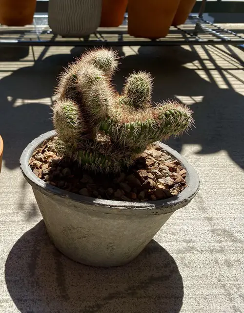 best Cactus That Grow Tall and Spirals