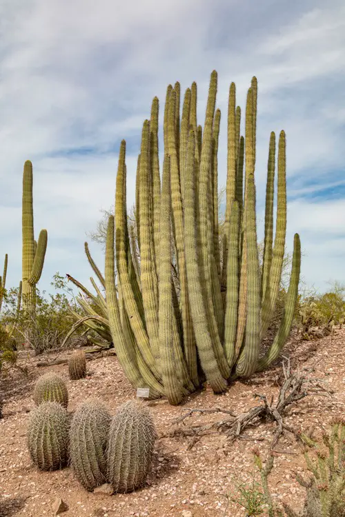 lovely Cactus with Arms