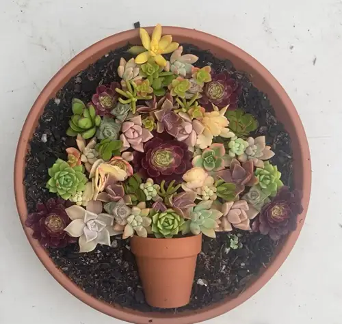 Succulent Christmas Tree Pot in a Pot