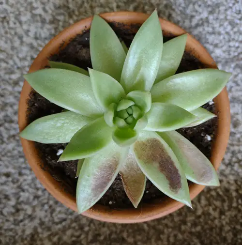 How to Spot Sunburn on Succulents