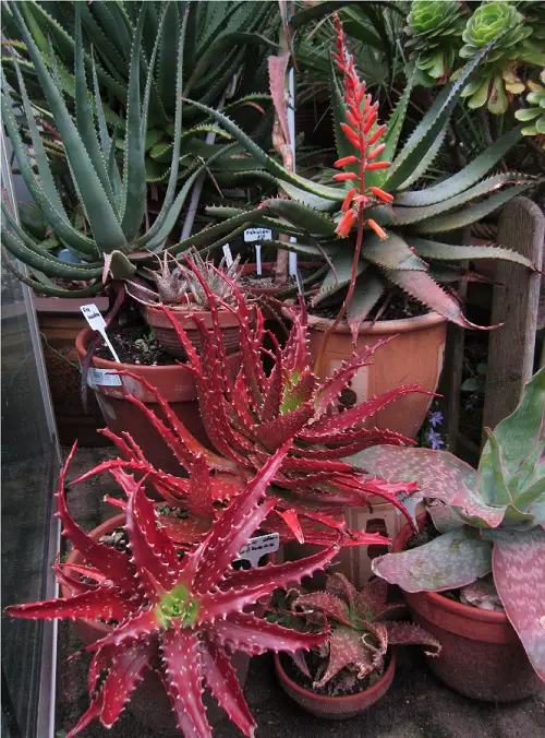 Most Colorful Aloes 3