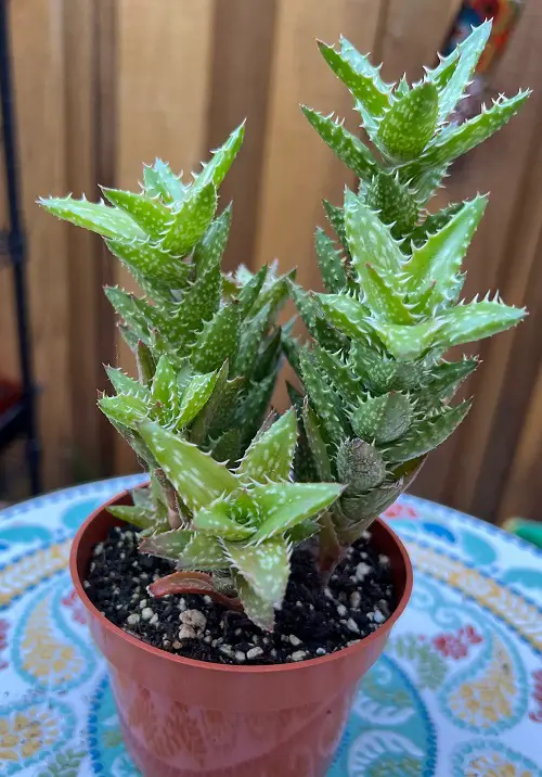 Tiger Tooth Aloe indoor