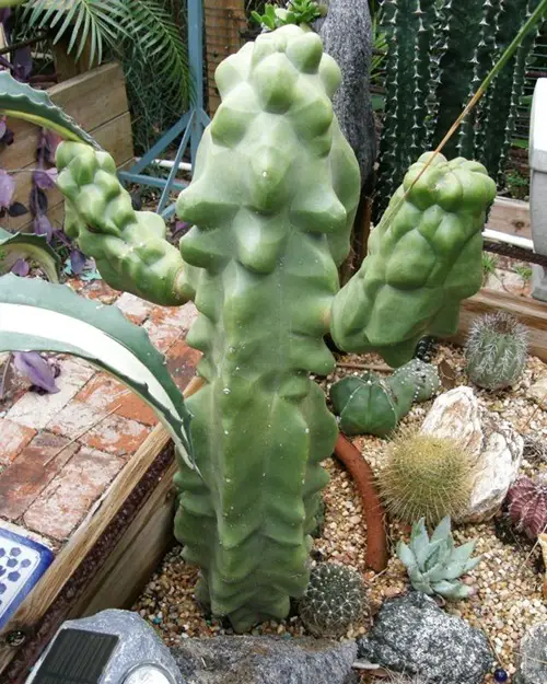 Cactus with Arms