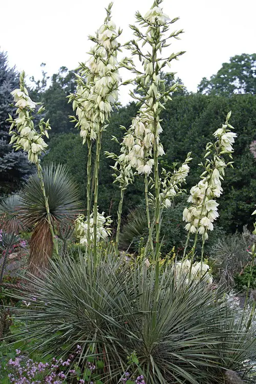 Yucca elata in garden