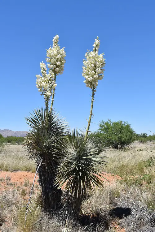 Is Yucca elata a Succulent​?