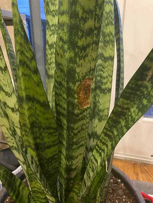 Brown Spots on Snake Plants