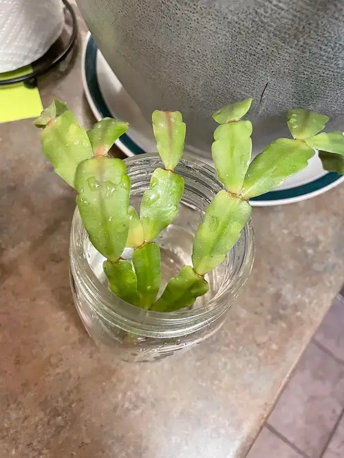 How to Propagate Christmas Cactus