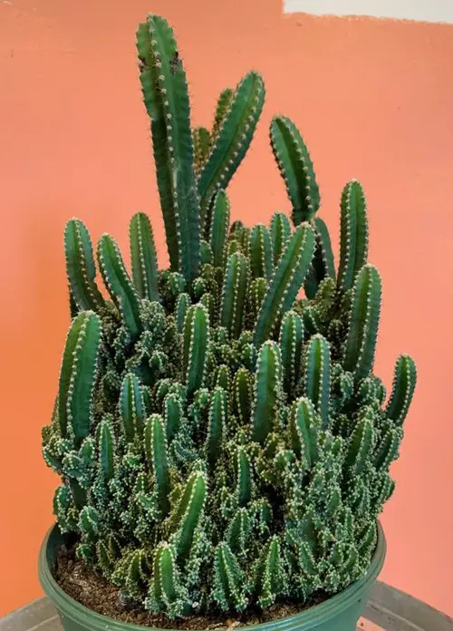 Cactus with Arms