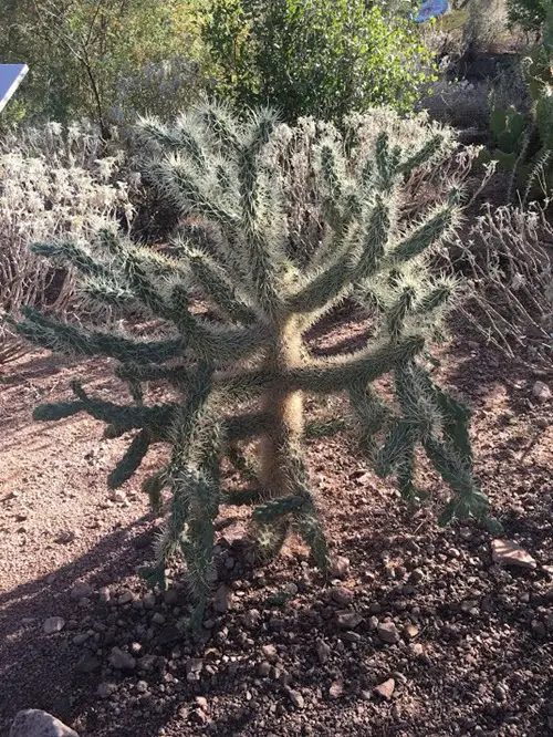 best Cactus with Arms