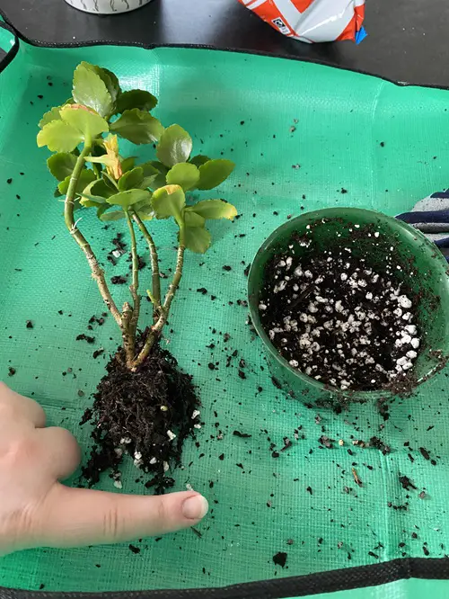 Repot When Necessary