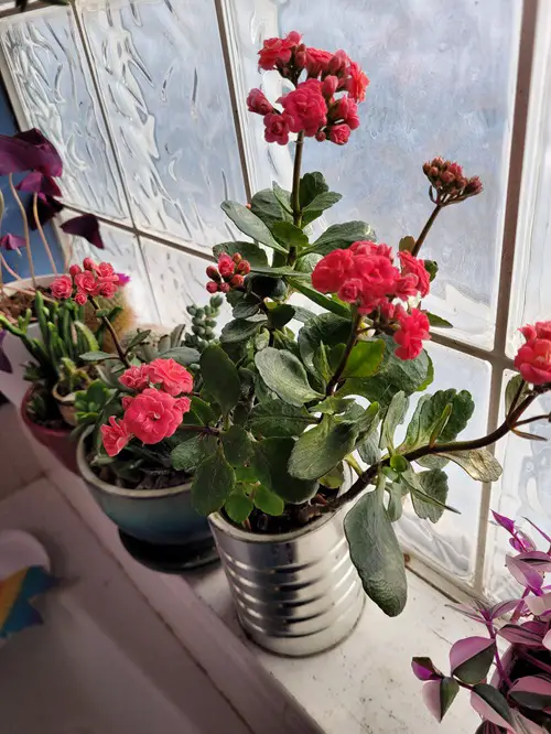 Why Your Kalanchoe Isn’t Blooming