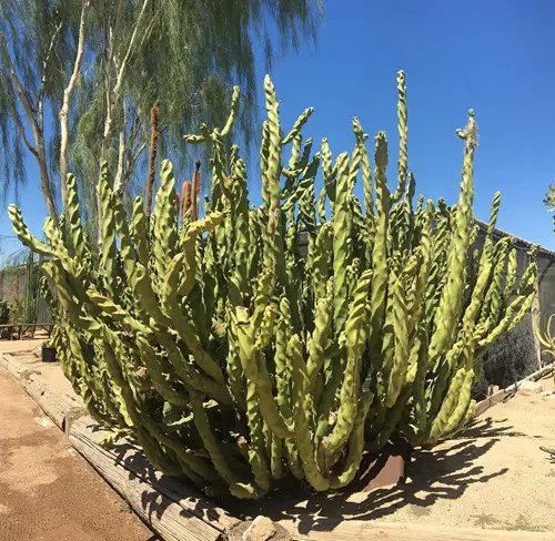 top Cactus That Grow Tall and Spirals