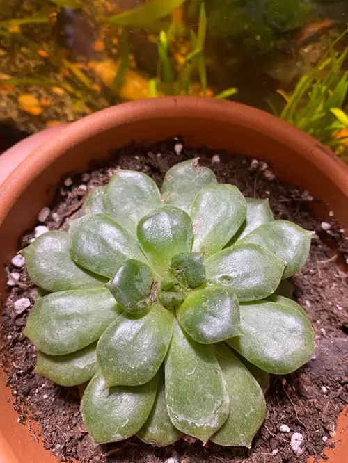 What Bugs Are Beneficial For Succulent