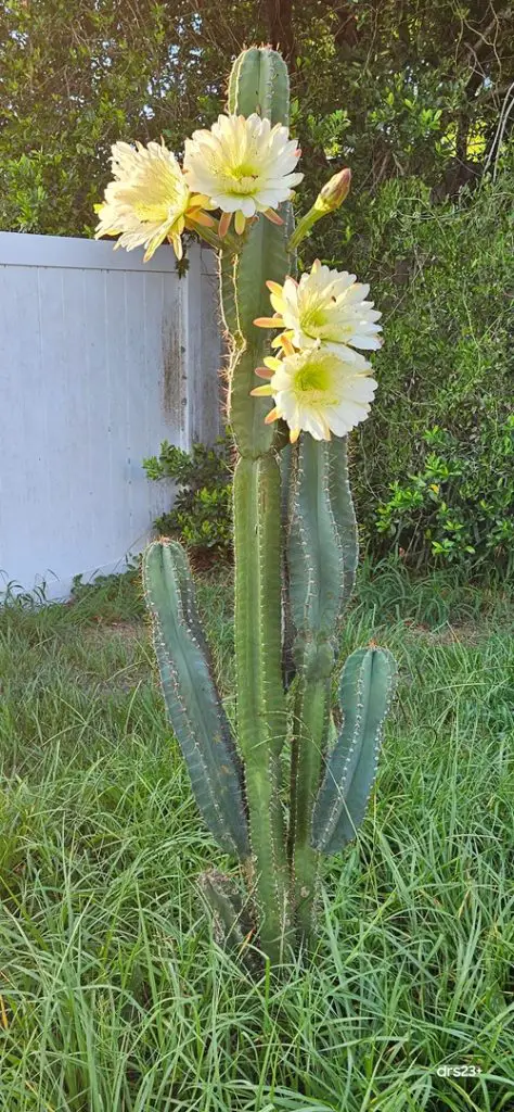 A Well-Draining Soil and Infrequent Watering