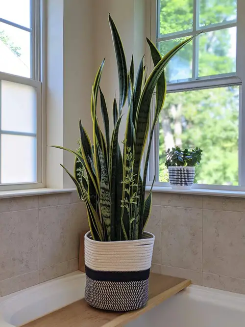 Snake Plant—Monocot