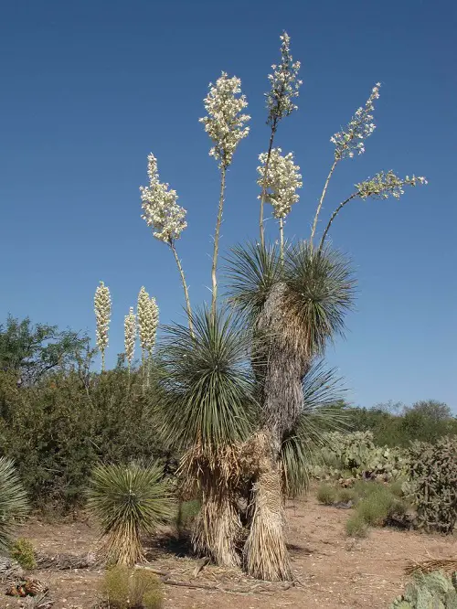 Yucca elata