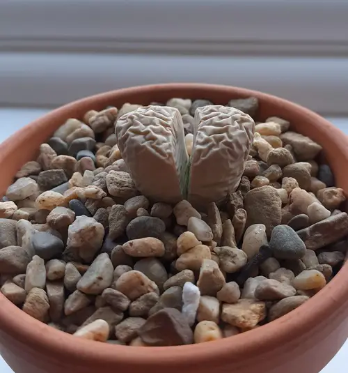 Why Your Lithops Are Shrinking in Winter