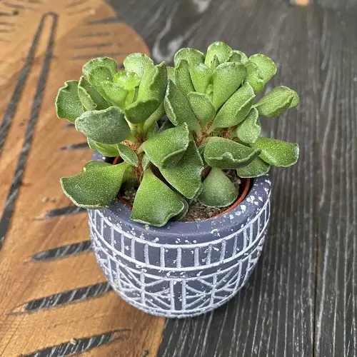 Tap water in succulents  2