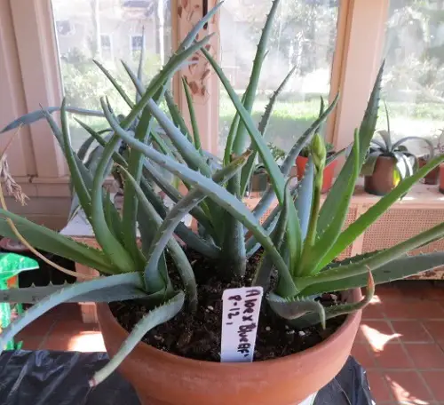 Aloe Blue Elf indoor