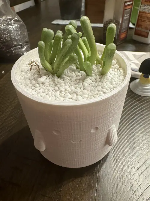 Top succulent table Decorations 4