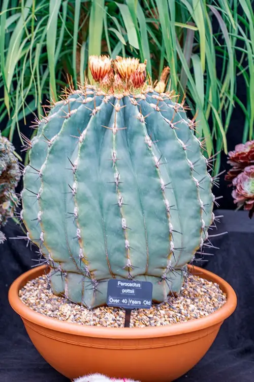 top Cactus with crown-like flowers