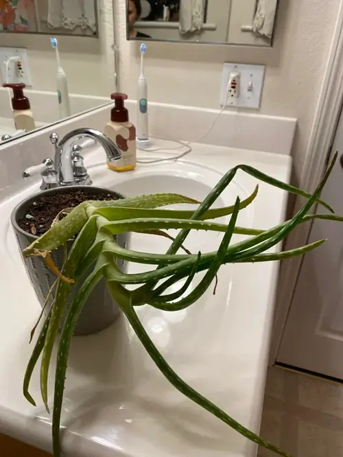 aloe vera in bathroom