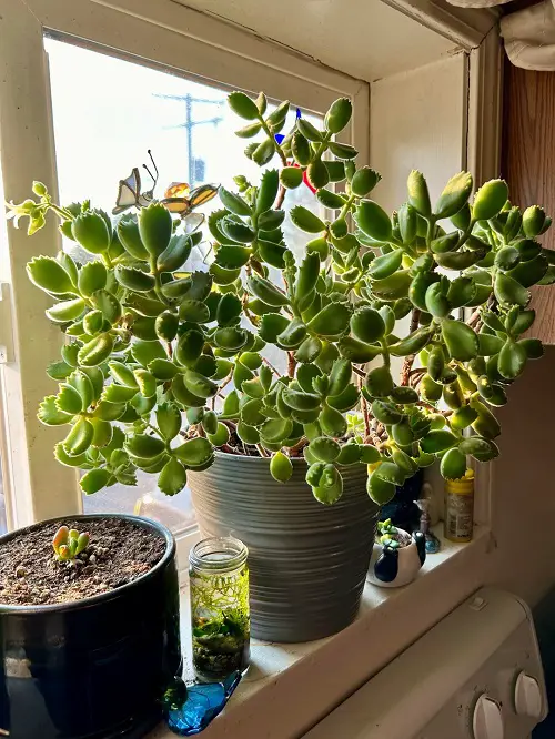 Bear's Paw or Cotyledon tormentosa