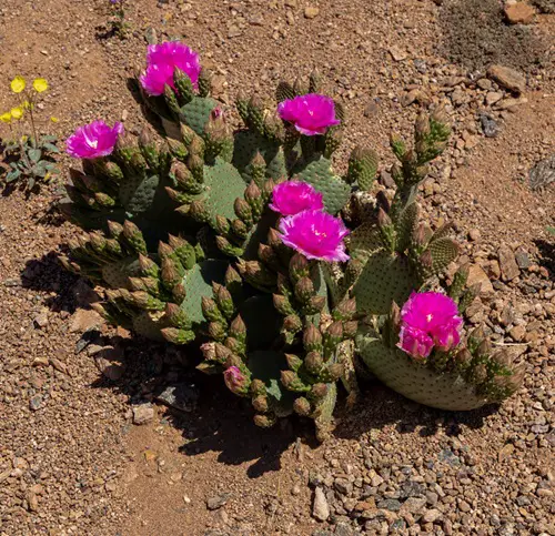 Cactus With Pink Flowers 6