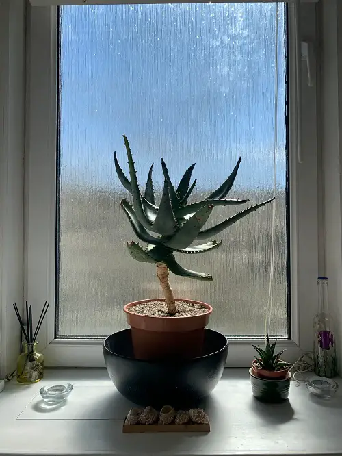 Bitter Aloe indoor