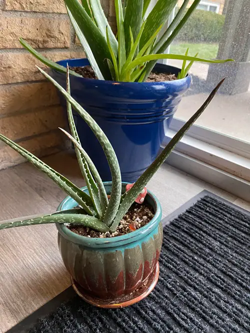 aloe vera on carpets