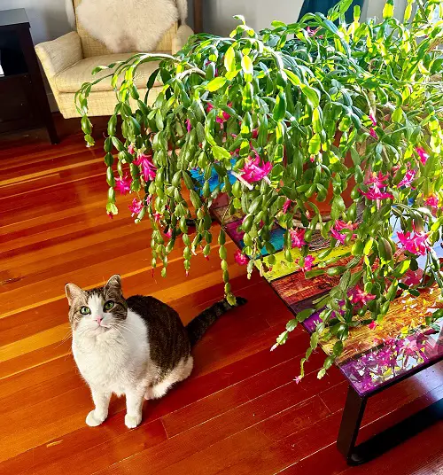 Are Christmas Cactus Poisonous to Cats