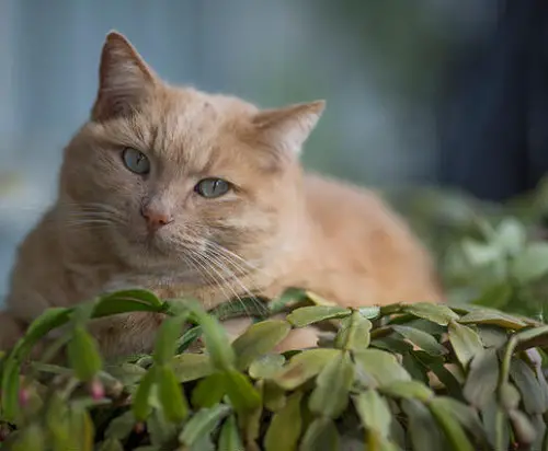 Care Tips for Christmas Cactus in Cat-Friendly Homes