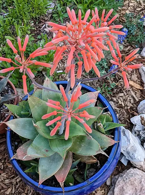 Coral Aloe