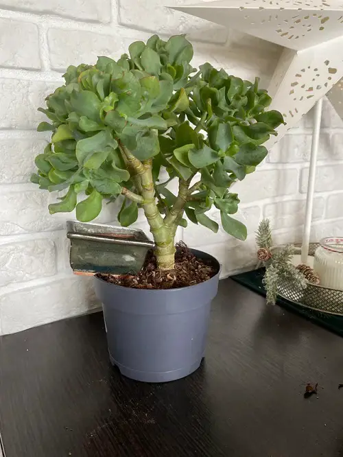 Best succulent table Decorations 5