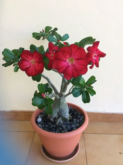 Bonsai with Red Flowers