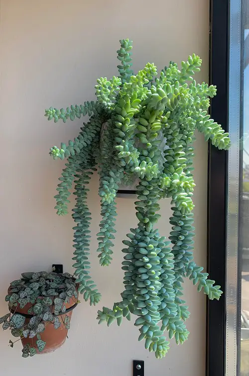 Donkey's Tail in bright space