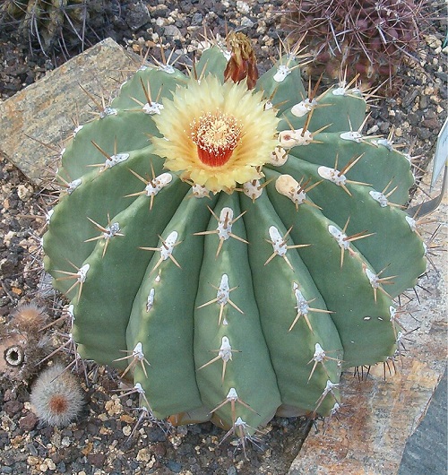 Cactus With Crown-like Flowers 4