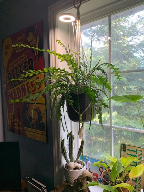 Hanging Cacti