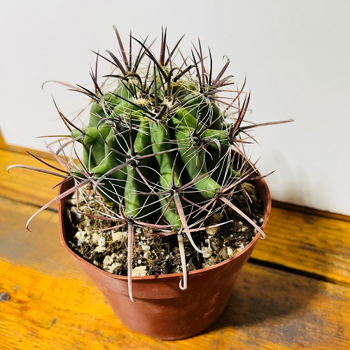 Cacti With the Biggest Spines 9